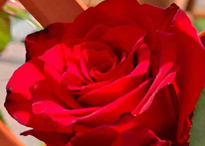 Lejlighed Rachele House